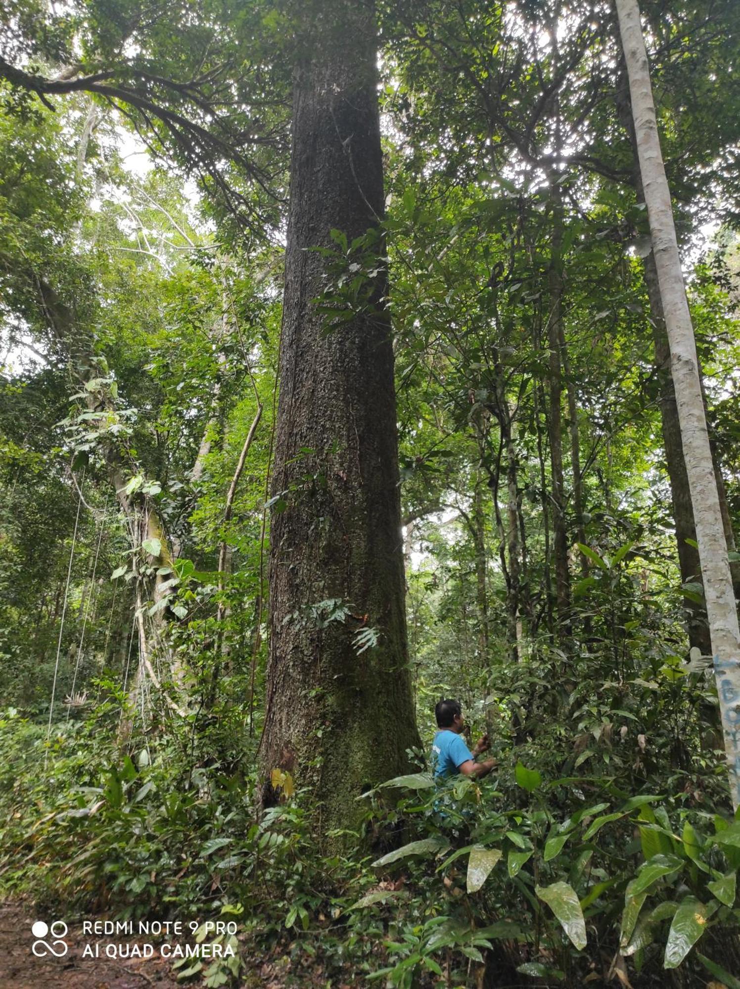 Castana Amazon Park Albergue Puerto Maldonado Exterior foto